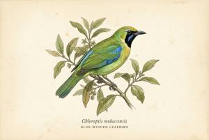 Blue-winged Leafbird illustration
