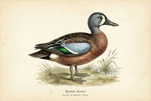 Blue-winged Teal illustration