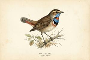Bluethroat illustration