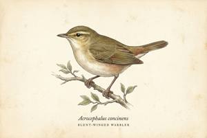 Blunt-winged Warbler illustration