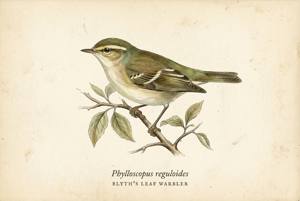 Blyth's Leaf Warbler illustration