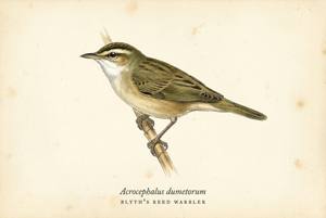 Blyth's Reed Warbler illustration
