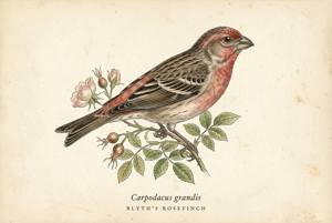 Blyth's Rosefinch illustration