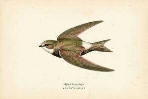 Blyth's Swift illustration
