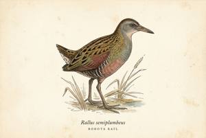 Bogota Rail illustration
