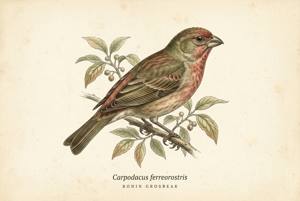 Bonin Grosbeak illustration