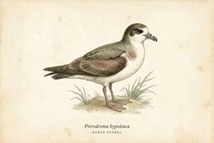 Bonin Petrel illustration