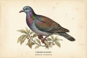 Bonin Pigeon illustration