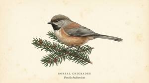 Boreal Chickadee illustration
