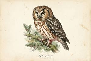 Boreal Owl illustration