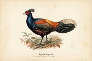 Bornean Crested Fireback illustration