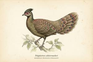 Bornean Peacock-Pheasant illustration