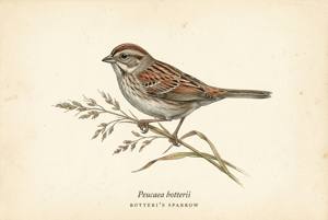 Botteri's Sparrow illustration