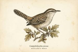 Boucard's Wren illustration
