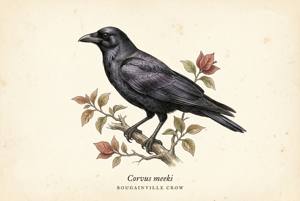 Bougainville Crow illustration