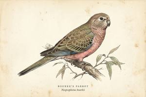 Bourke's Parrot illustration