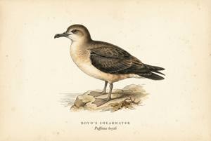 Boyd's Shearwater illustration