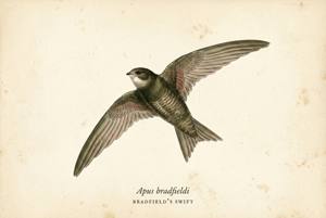 Bradfield's Swift illustration