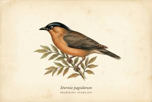 Brahminy Starling illustration