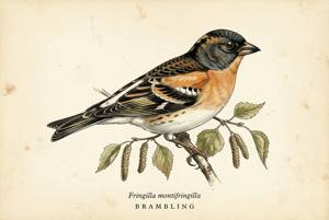 Brambling illustration