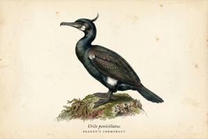 Brandt's Cormorant illustration