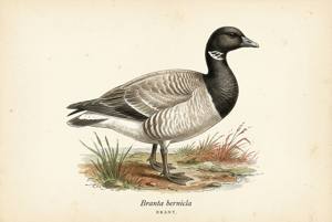 Brant illustration
