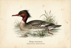 Brazilian Merganser illustration