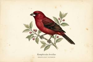 Brazilian Tanager illustration