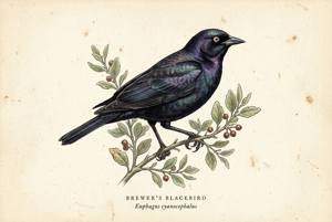 Brewer's Blackbird illustration