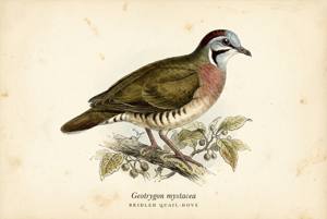 Bridled Quail-Dove illustration