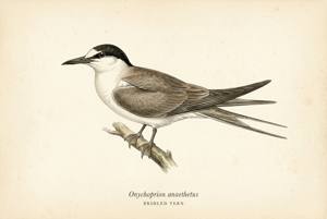 Bridled Tern illustration