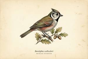Bridled Titmouse illustration