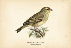 Brimstone Canary illustration