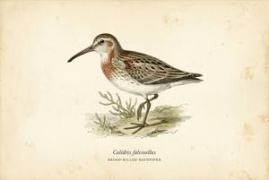 Broad-billed Sandpiper illustration