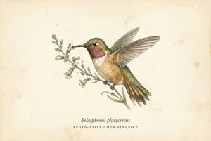 Broad-tailed Hummingbird illustration