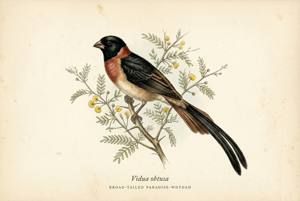 Broad-tailed Paradise-Whydah illustration