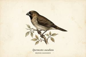 Bronze Mannikin illustration