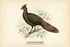 Bronze-tailed Peacock-Pheasant illustration