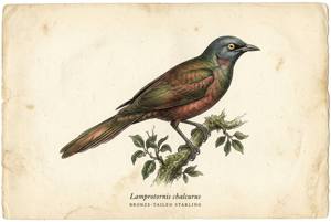 Bronze-tailed Starling illustration