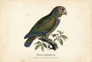 Bronze-winged Parrot illustration