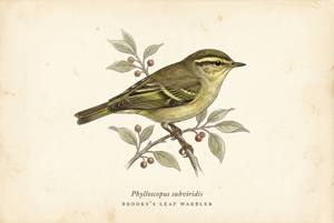 Brooks's Leaf Warbler illustration
