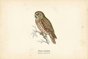 Brown Boobook illustration