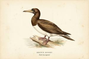 Brown Booby illustration