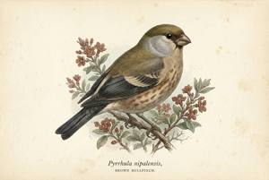 Brown Bullfinch illustration