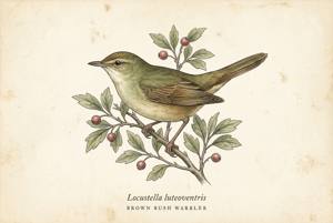 Brown Bush Warbler illustration