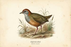 Brown Crake illustration