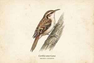 Brown Creeper illustration