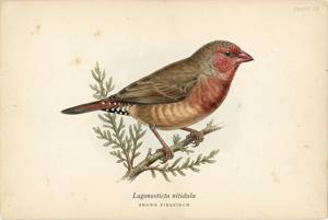 Brown Firefinch illustration