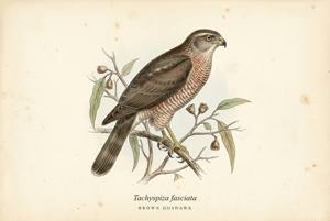 Brown Goshawk illustration