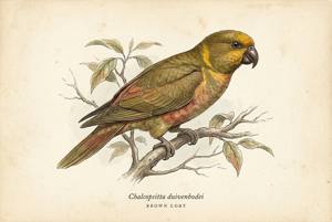 Brown Lory illustration